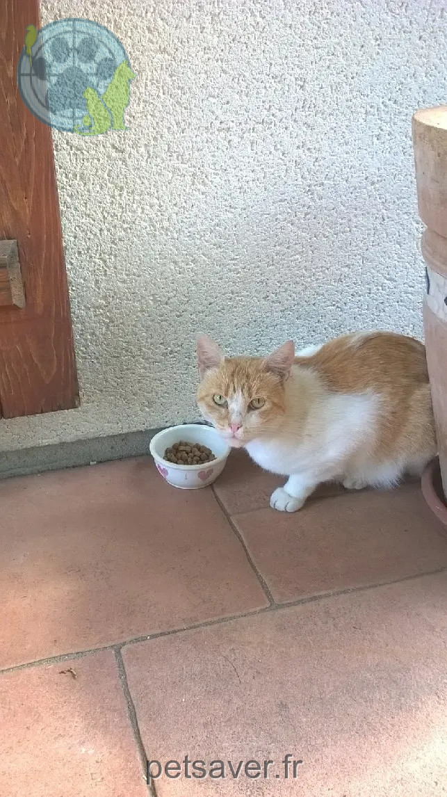 Chat Perdu 41 Loir-et-Cher Chat Perdu 41 Loir-et-Cher