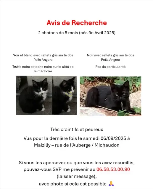 chat lost   42750 Maizilly Aishiteruetkokoro