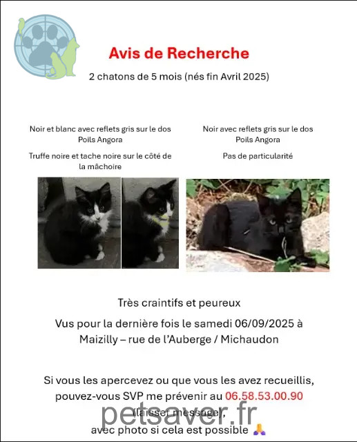 gato perdido 42750 Maizilly Aishiteruetkokoro gato lost 42750 Maizilly Aishiteruetkokoro
