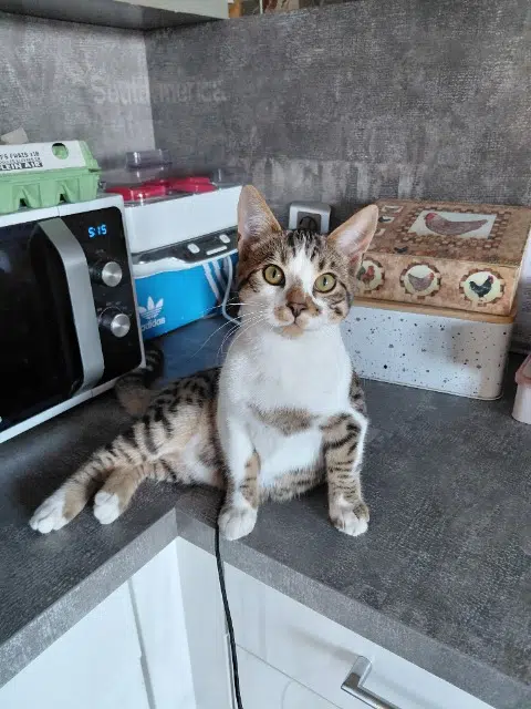 chat lost   42340 Rivas Ajax