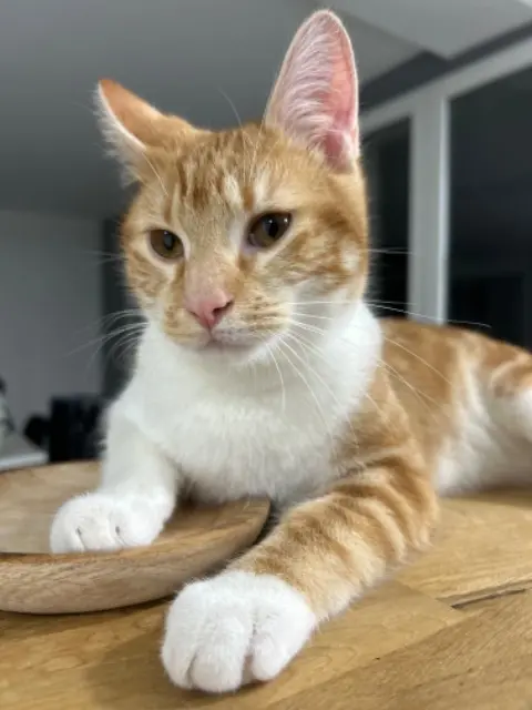 chat lost   42170 Saint-Just-Saint-Rambert Arrys