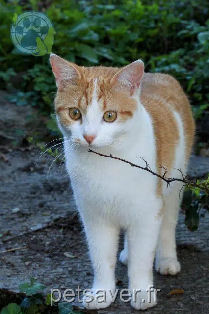 gatto lost   42400 Saint-Chamond Athos