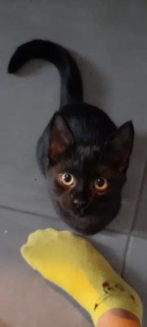 gatto perso 42520 Saint-Pierre-de-Bœuf Atome gatto lost 42520 Saint-Pierre-de-Bœuf Atome