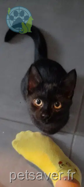 Kater vermisst 42520 Saint-Pierre-de-Bœuf Atome Kater lost 42520 Saint-Pierre-de-Bœuf Atome