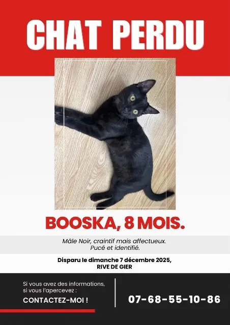 cat lost 42800 Rive-de-Gier Booska cat lost 42800 Rive-de-Gier Booska