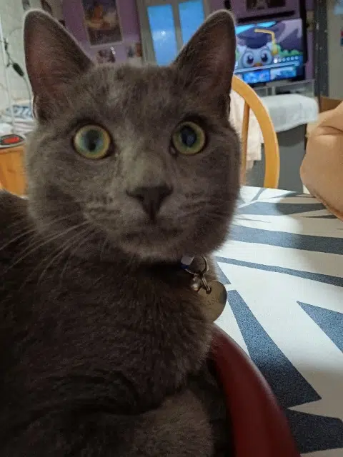 chat lost   42130 Sainte-Agathe-la-Bouteresse Brasko