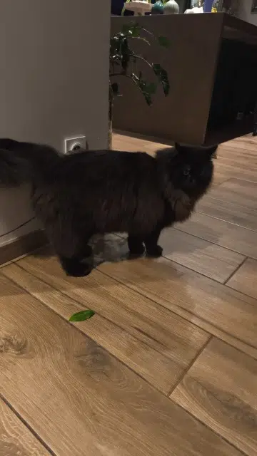 chat lost   42400 Saint-Chamond Cacahuète