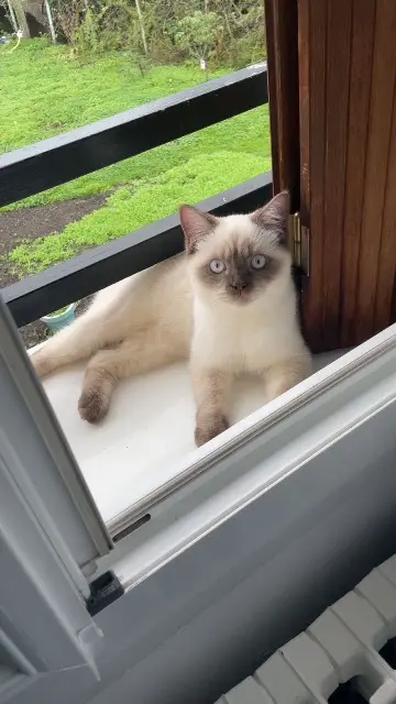 chat lost   42800 Genilac Casper