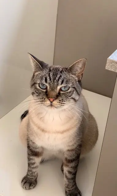 Kater vermisst 42600 Montbrison Chanel Kater lost 42600 Montbrison Chanel