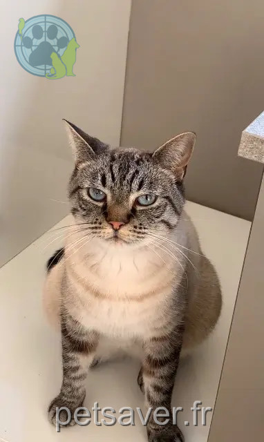 kater vermist 42600 Montbrison Chanel kater lost 42600 Montbrison Chanel