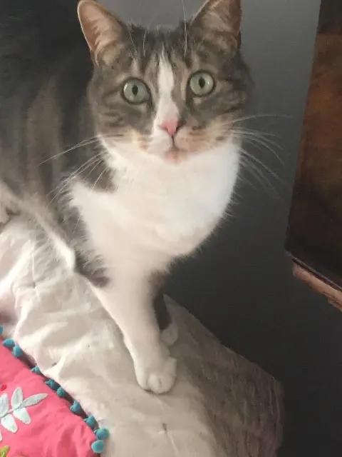 chat lost   42400 Saint-Chamond Chaussette