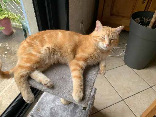 chat lost   42240 Çaloire Donald
