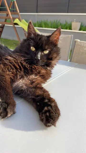 chat lost   42650 Saint-Jean-Bonnefonds Doudou