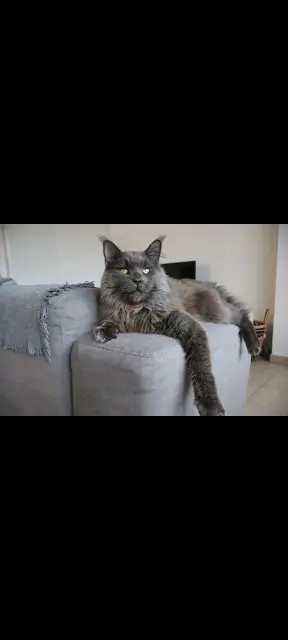 chat lost   42600 Montbrison DUVERT VALENE