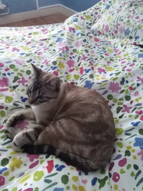 chat lost   42110 Feurs Calinou