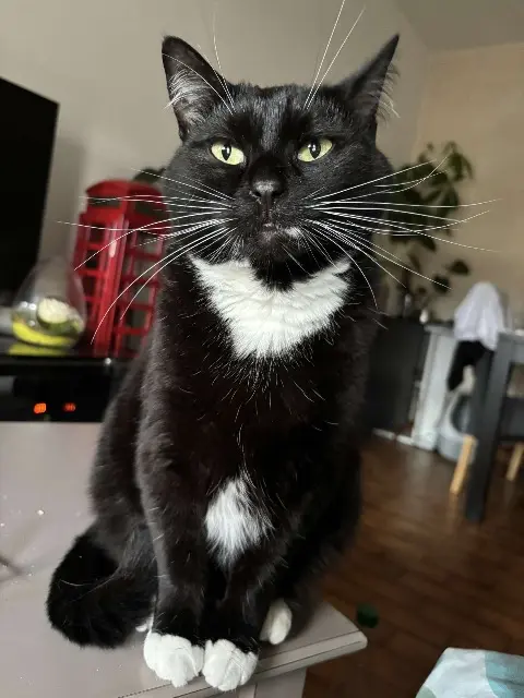 chat lost   42110 Poncins Fripouille