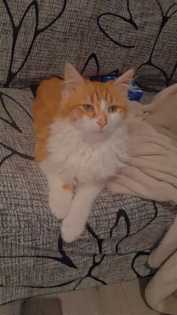 chat lost   42450 Sury-le-Comtal Garfield