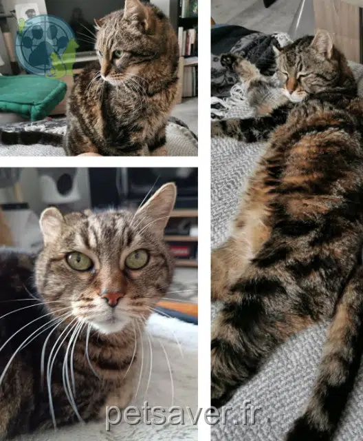 gatto lost   42120 Le Coteau Gros