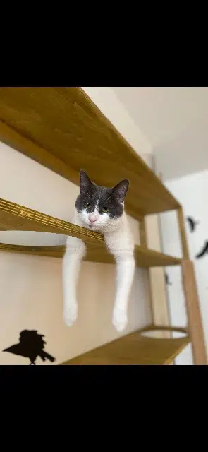 chat lost   42700 Firminy Guss