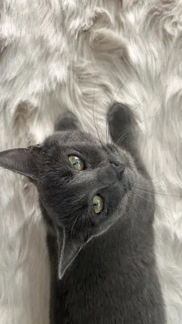 chat lost   42153 Riorges Koko