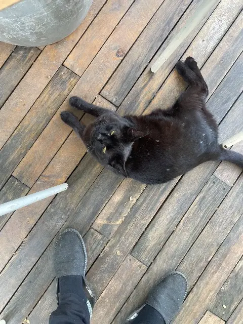 chat lost   42400 Saint-Chamond Kush