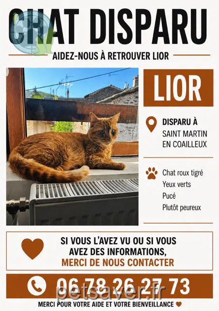 cat lost   42400 Saint-Chamond Lior
