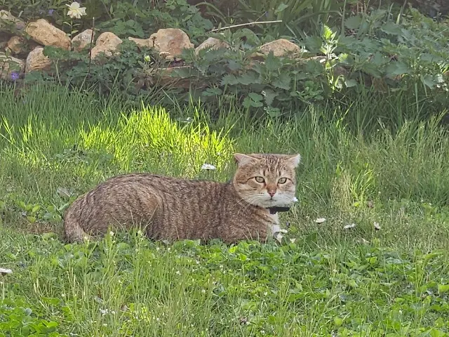 chat lost   42300 Roanne Lucky