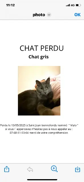 chat lost   42650 Saint-Jean-Bonnefonds Malo gaudin