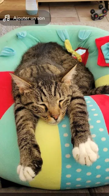 chat lost   42940 Saint-Bonnet-le-Courreau Matou