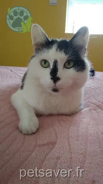 chat lost 42800 Rive-de-Gier Minet