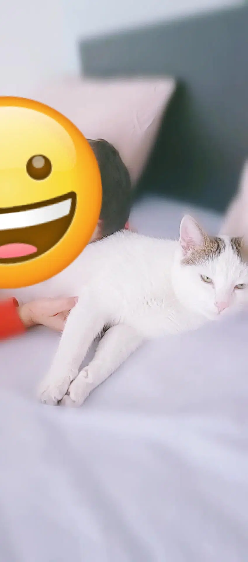 chat lost   42153 Riorges Minou