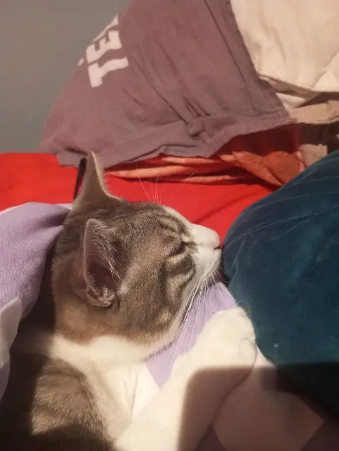 chat lost   42390 Villars Minsou