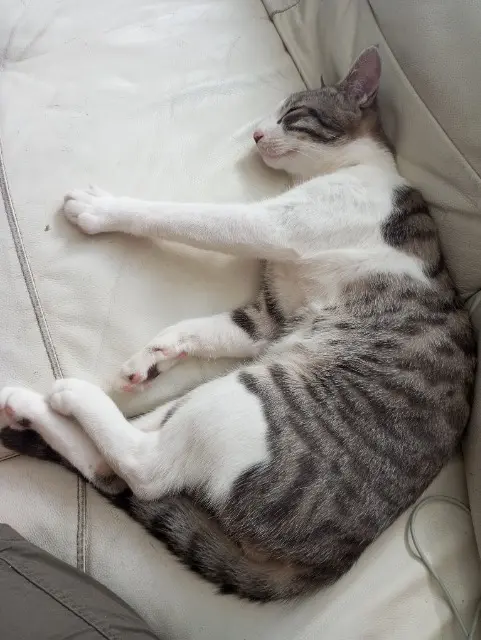 chat lost   42390 Villars Minsou