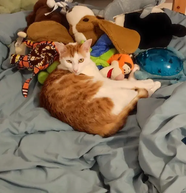 chat lost   42560 Margerie-Chantagret Miou