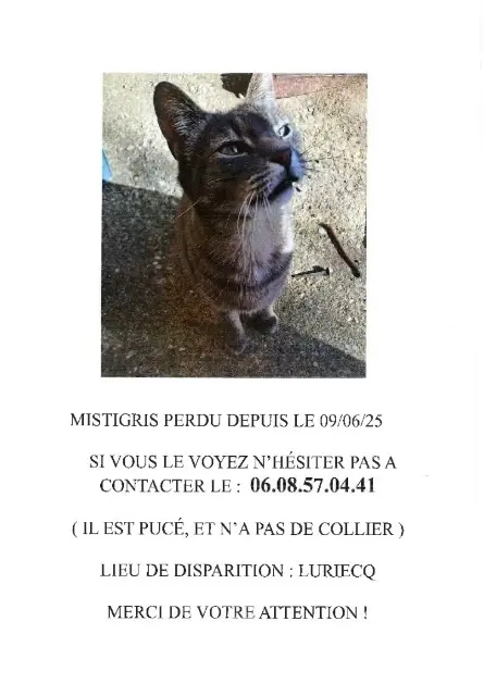 chat lost   42380 Luriecq Mistigri