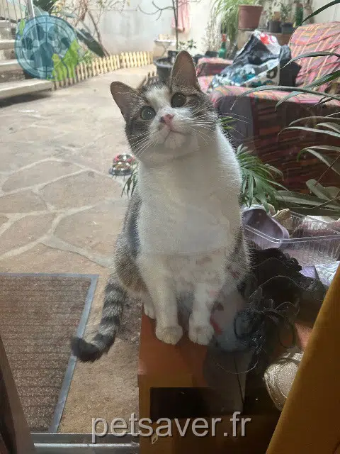 chat lost   42460 La Gresle Mochi