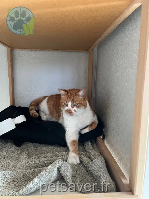 Kater lost   42800 Saint-Romain-en-Jarez Mrroux