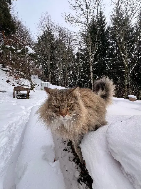 chat lost   42220 Saint-Sauveur-en-Rue Nesquick