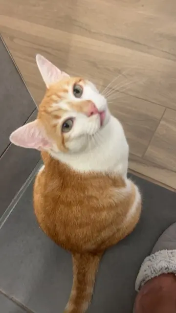 chat lost   42240 Unieux Nini