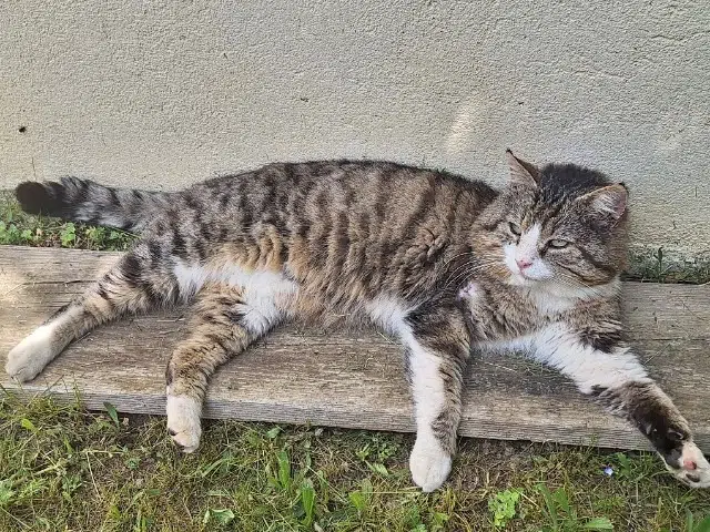 chat lost   42610 Saint-Georges-Haute-Ville Oreo