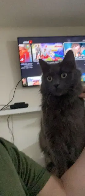 chat lost   42400 Saint-Chamond pablo