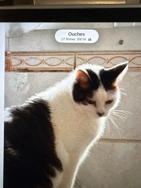 chat lost   42155 Ouches Pachou