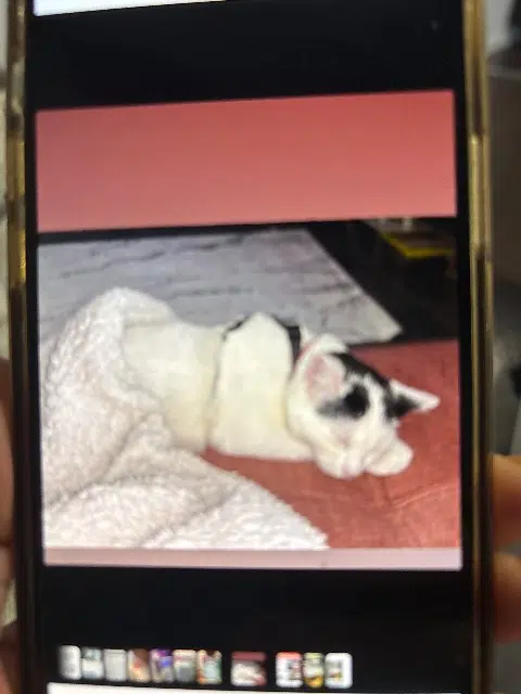 chat lost   42290 Sorbiers Peter