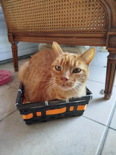 chat lost   42120 Commelle-Vernay Philae