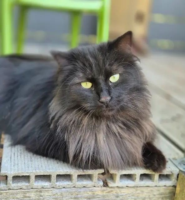 chat lost   42510 Balbigny Pollux