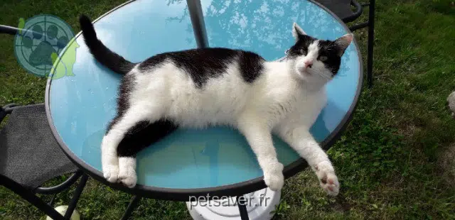 gatto lost   42450 Sury-le-Comtal Ponpon