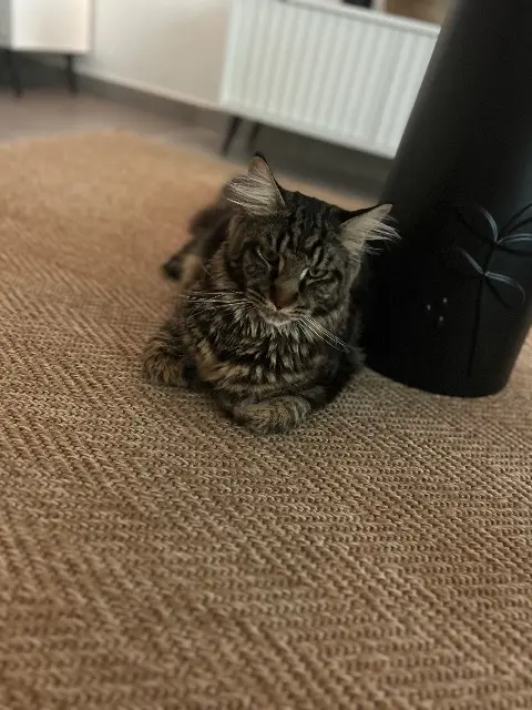 chat lost   42300 Mably Pumba