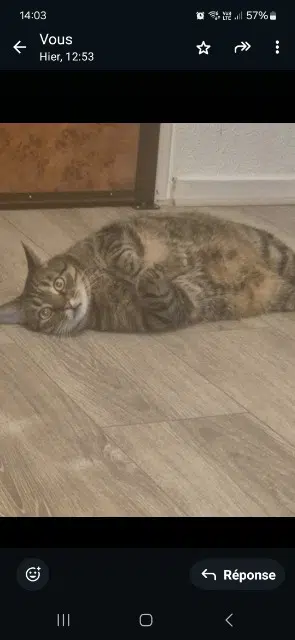 chat lost   42650 Saint-Jean-Bonnefonds Raptor