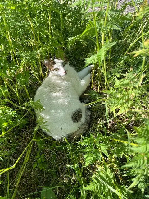 chat lost   42450 Sury-le-Comtal Rio