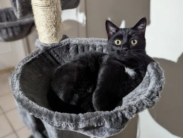 chat lost   42150 La Ricamarie Sacha